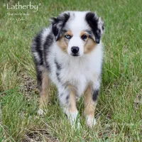 Latherby, a male Miniature Australian Shepherd for sale in Evant, TX – 2 of 6
