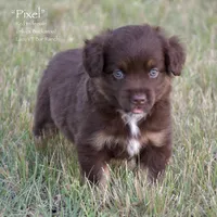 Pixel, a female Miniature Australian Shepherd for sale in Evant, TX – 3 of 5