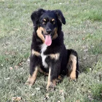Timber, a male Miniature Australian Shepherd for sale in Evant, TX – Photo 4 of 4