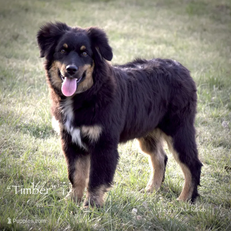 Timber – Miniature Australian Shepherd puppy for sale in Evant, TX