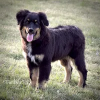 Timber, a male Miniature Australian Shepherd for sale in Evant, TX – Photo 1 of 4