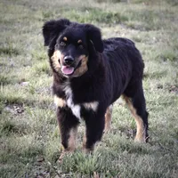 Timber, a male Miniature Australian Shepherd for sale in Evant, TX – Photo 3 of 4