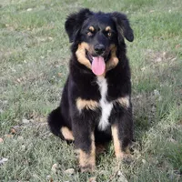 Timber, a male Miniature Australian Shepherd for sale in Evant, TX – Photo 2 of 4