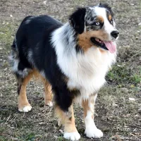 Winnie, a female Miniature Australian Shepherd for sale in Evant, TX – 5 of 5