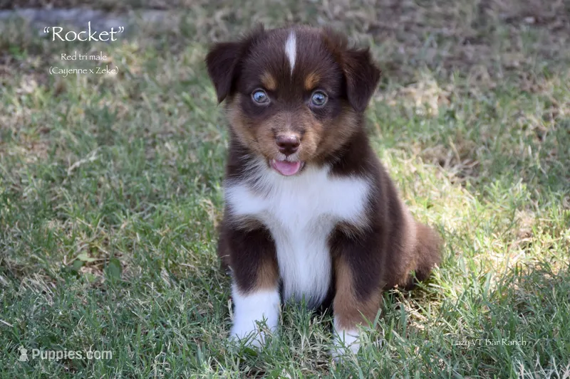 Rocket – Miniature Australian Shepherd puppy for sale in Evant, TX