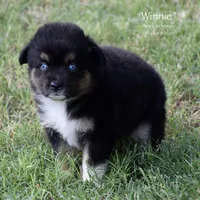 Winnie, a female Miniature Australian Shepherd for sale in Evant, TX – 3 of 5