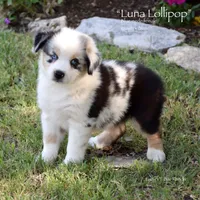 Luna Lollipop, a female Miniature Australian Shepherd for sale in Evant, TX – 1 of 6