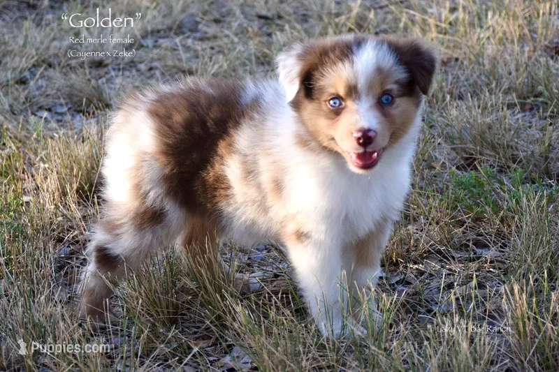 Golden – Miniature Australian Shepherd puppy for sale in Evant, TX