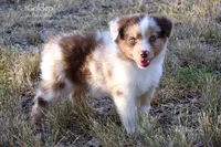 Golden, a female Miniature Australian Shepherd for sale in Evant, TX – 1 of 6