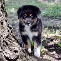 Winnie, a female Miniature Australian Shepherd for sale in Evant, TX – 4 of 10