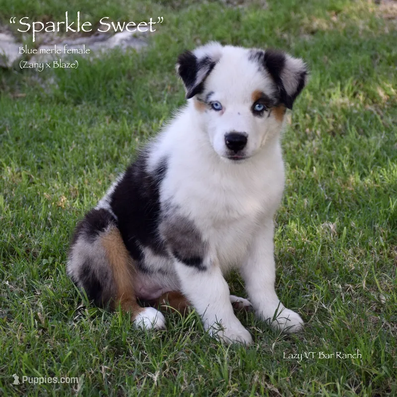 Sparkle Sweet – Miniature Australian Shepherd puppy for sale in Evant, TX