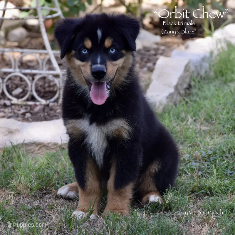 Orbit Chew – Miniature Australian Shepherd puppy for sale in Evant, TX