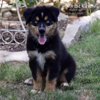 Orbit Chew, a male Miniature Australian Shepherd for sale in Evant, TX – 1 of 10