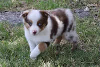 Flame, a male Miniature Australian Shepherd for sale in Evant, TX – 2 of 9