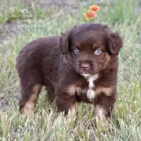 Pixel, a female Miniature Australian Shepherd for sale in Evant, TX – 1 of 5