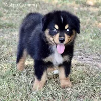 Astro Gummy, a male Miniature Australian Shepherd for sale in Evant, TX – 2 of 10
