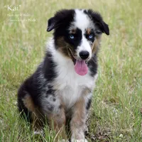 Kai, a male Miniature Australian Shepherd for sale in Evant, TX – 5 of 6