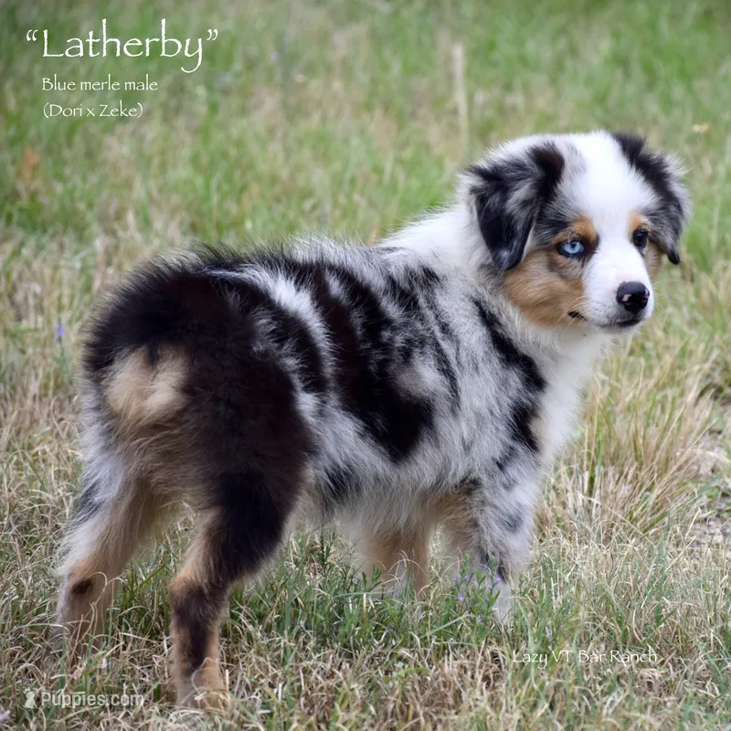 Latherby – Miniature Australian Shepherd puppy for sale in Evant, TX