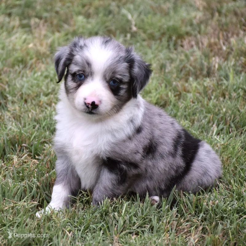 Bamboo Shrimp – Miniature Australian Shepherd puppy for sale in Evant, TX