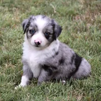 Bamboo Shrimp, a male Miniature Australian Shepherd for sale in Evant, TX – 1 of 7
