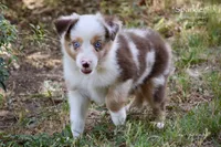 Sparkler, a female Miniature Australian Shepherd for sale in Evant, TX – 4 of 10