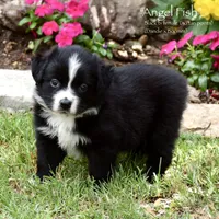 Angel Fish, a female Miniature Australian Shepherd for sale in Evant, TX – 3 of 5