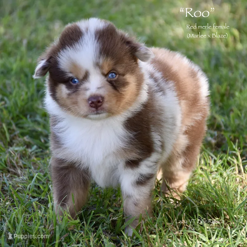 Roo – Miniature Australian Shepherd puppy for sale in Evant, TX