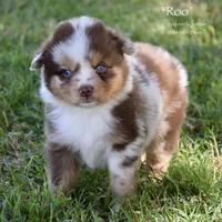 Roo, a female Miniature Australian Shepherd for sale in Evant, TX – 1 of 6