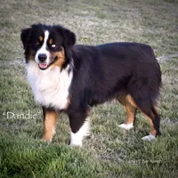 Angel Fish, a female Miniature Australian Shepherd for sale in Evant, TX – 4 of 5
