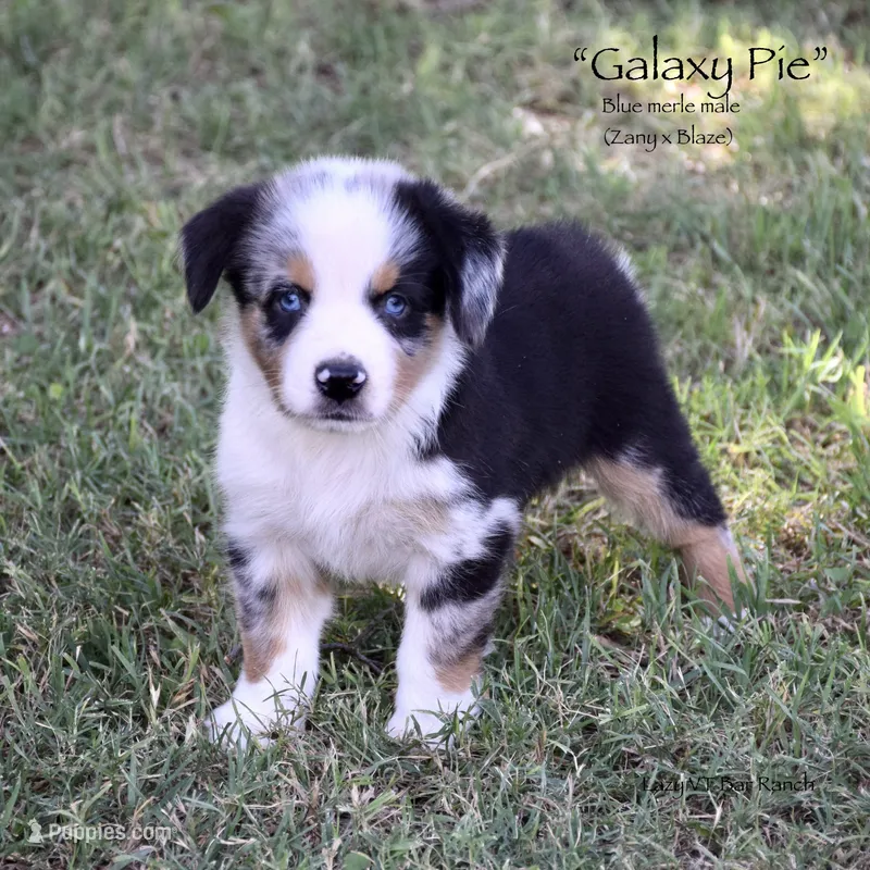 Galaxy Pie – Miniature Australian Shepherd puppy for sale in Evant, TX
