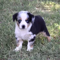 Galaxy Pie, a male Miniature Australian Shepherd for sale in Evant, TX – 1 of 6