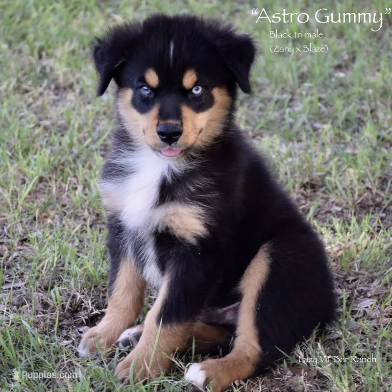 Astro Gummy – Miniature Australian Shepherd puppy for sale in Evant, TX