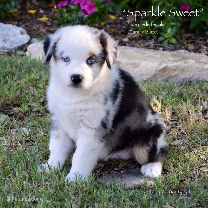 Sparkle Sweet – Miniature Australian Shepherd puppy for sale in Evant, TX