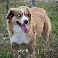 Tigger, a male Miniature Australian Shepherd for sale in Evant, TX – 9 of 10