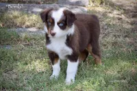 Bomb, a male Miniature Australian Shepherd for sale in Evant, TX – 7 of 9