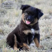 Glitch, a male Toy Australian Shepherd for sale in Evant, TX – 3 of 10