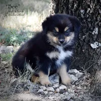 Bee, a female Miniature Australian Shepherd for sale in Evant, TX – 2 of 6
