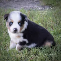 Galaxy Pie, a male Miniature Australian Shepherd for sale in Evant, TX – 2 of 6