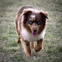 Chip, a male Miniature Australian Shepherd for sale in Evant, TX – 4 of 5