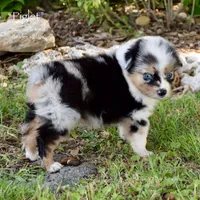 Piglet, a female Miniature Australian Shepherd for sale in Evant, TX – 3 of 6