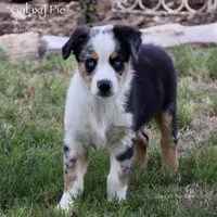 Galaxy Pie, a male Miniature Australian Shepherd for sale in Evant, TX – 2 of 10