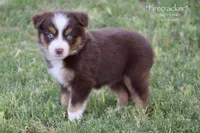 Firecracker, a female Miniature Australian Shepherd for sale in Evant, TX – 7 of 9
