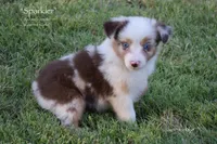 Sparkler, a female Miniature Australian Shepherd for sale in Evant, TX – 7 of 10