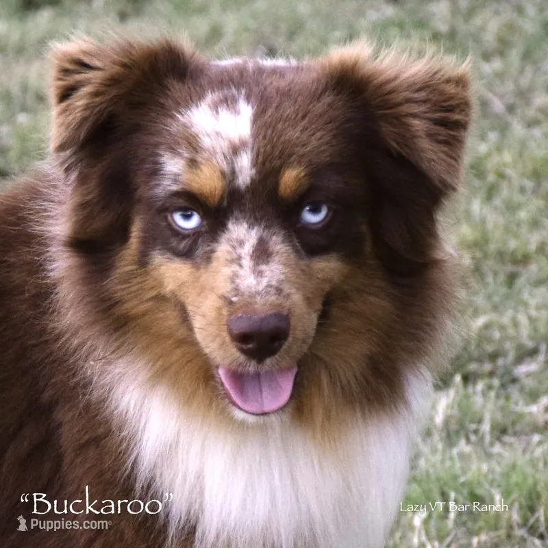 Buckaroo – Miniature Australian Shepherd puppy for sale in Evant, TX
