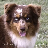 Buckaroo, a male Miniature Australian Shepherd for sale in Evant, TX – 1 of 3