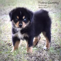 Astro Gummy, a male Miniature Australian Shepherd for sale in Evant, TX – 5 of 10