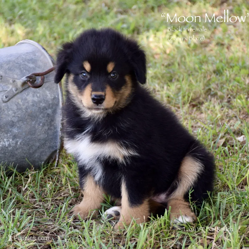 Moon Mellow – Miniature Australian Shepherd puppy on hold in Evant, TX