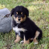 Moon Mellow, a female Miniature Australian Shepherd for sale in Evant, TX – 1 of 6