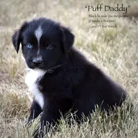 Puff Daddy, a male Miniature Australian Shepherd for sale in Evant, TX – 2 of 7