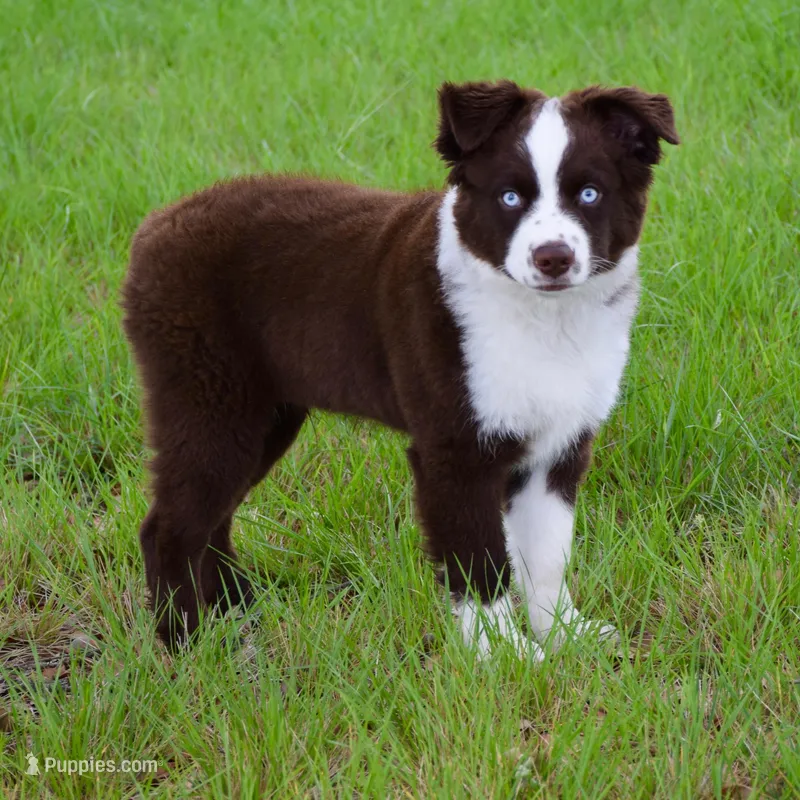 Bear – Miniature Australian Shepherd puppy for sale in Evant, TX